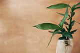 Green bamboo leaves, bamboo trees in glass jar on rustic wood, top view with copy space. Eco green technology idea. Asian background. Zero waste, sustainable lifestyle