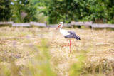 Stork walking through the meadow
