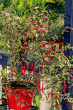 Fuchsia de Magellan sur un balcon
