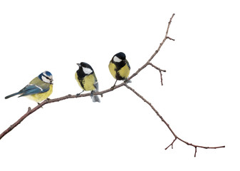 isolated three tits on tree branch