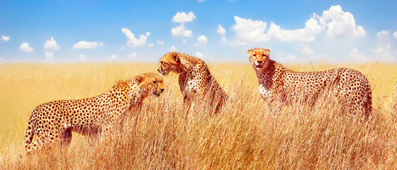 Group of cheetahs in the African savannah. Africa, Tanzania, Serengeti National Park.