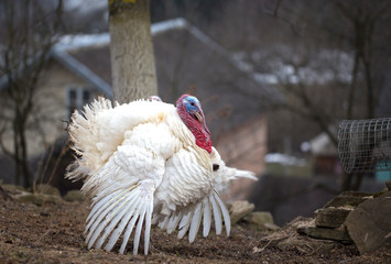 White turkeys in the private yard