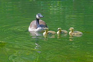 Canada Goose pair swims with their chicks.