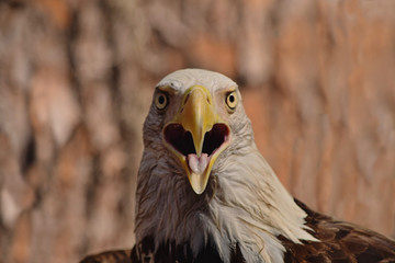 Bald eagle bird head looking straight on beak open tongue out close up photo