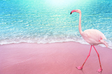 pink flamngo bird sandy beach and soft blue ocean wave summer concept background