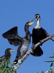 White-breasted cormorant (Phalacrocorax lucidus)