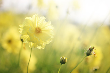 Beautiful nature close up yellow cosmos flowers background in spring.