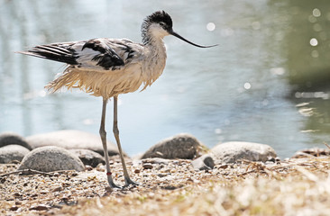 pied avocet