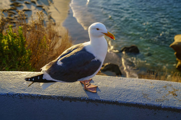 Birds during Winter in San Diego, California