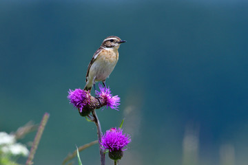 Braunkehlchen auf einer Sitzwarte