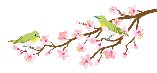 Two small birds perch on cherry blossom branch -Zosterops japonicas