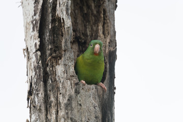 The orange-chinned parakeet (Brotogeris jugularis), also known as the Tovi parakeet, is a small mainly green parrot of the genus Brotogeris