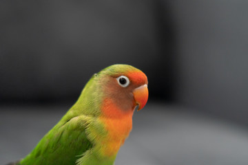 colorful parrot on a branch