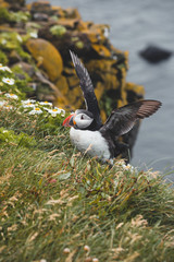 Arctic Puffin in a cliff in Iceland