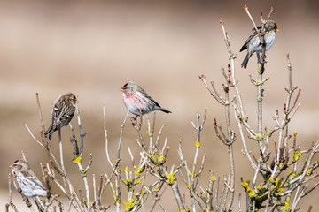 Rosefinches on the bush.