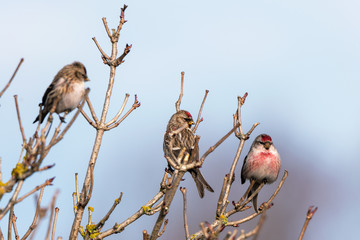 Rosefinches on the bush.
