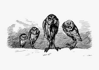 Scary owls vintage drawing