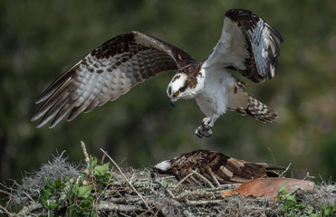 Osprey Mating 