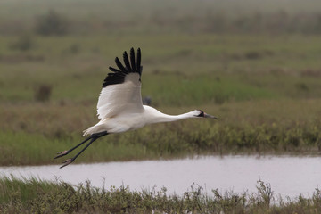 Critically Endangered Whooping Crane in Aransas National Wildlife Refuge on a very foggy morning