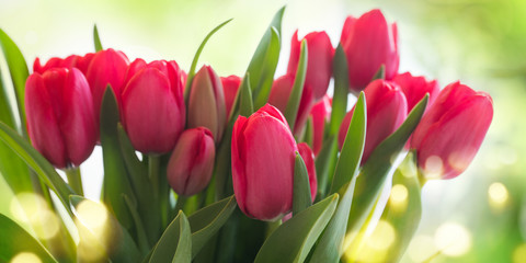 Tulips on sunny background