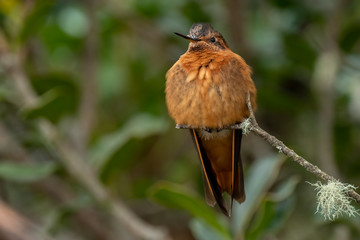 Shining Sunbeam Hummingbird (Aglaeactis cupripennis), Ecuador