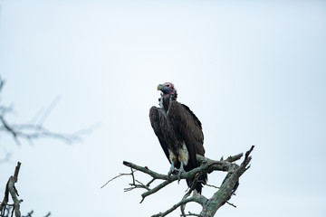 Lappet Faced Vulture