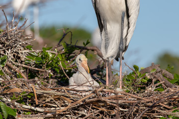 Baby stork in the nest with mother 