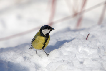 portrait of a tit