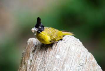 yellow bird black crested,  bulbul in Thailand