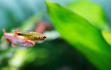 Aquarium fish Silver Tipped Tetra. Macro view orange gold color fish pattern, soft focus, green blurred background. copy space