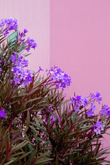 Flowers on pink wall. Plants on pink fashion concept