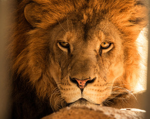 Judgement by Lion