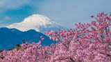 Sakura With Fuji Mountain View Background