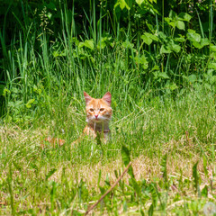 red cat in green grass on spring or summer morning