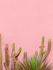 Plants on pink concept. Cactus on pink wall background. Canary islands