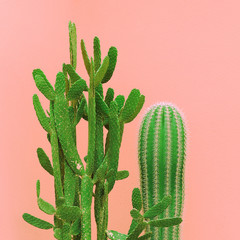 Cacti on the pink wall. Plants on pink fashion idea