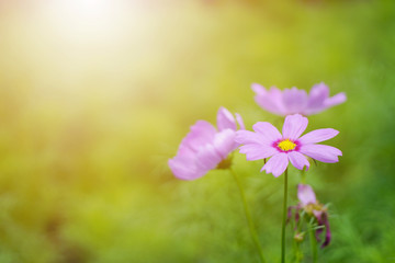 Close up of blooming cosmos flower with blurred background
