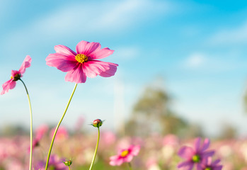 Closeup beautiful pink cosmos flower with blue sky background, selective focus