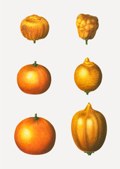 Various oranges