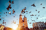 St. Mary's basilica in main square of Krakow with flying pigeonsw