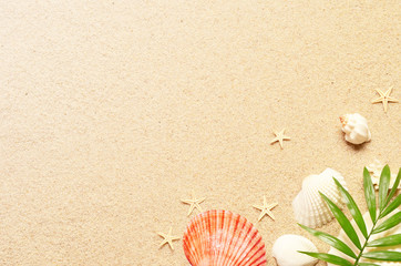 Summer background with green palm leaf and shells. Beach texture. Copy space. Top view