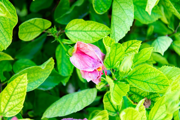 Close-up shot of pink hibiscus flower on a branch among the leaves