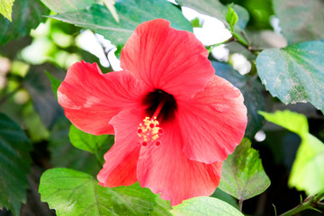 Close-up shot of red hibiscus flower on a branch among the leaves