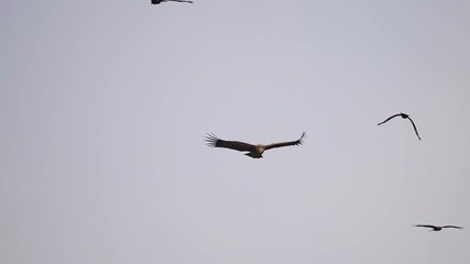 Andean Condor Adult Lone Flying Flight Soaring