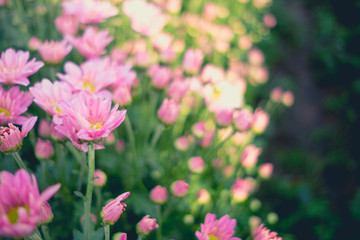 soft focus beautiful field of cosmos flower background