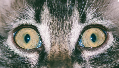 cat eyes close up, macro photo
