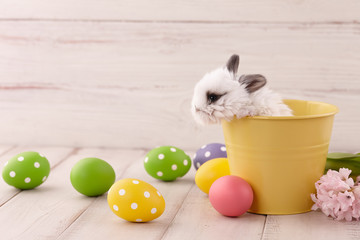 White baby bunny rabbit in yellow metal pot with painted eggs on white wooden planks. Easter holiday concept.