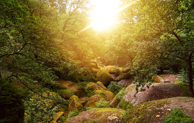 Sunny forest in summer with rocks in Huelgoat