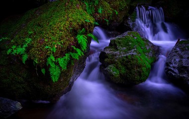 Long exposure of a creek flowing through mossy rocks covered in ferns