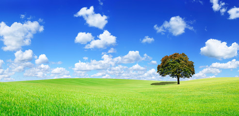 Panoramic idyllic view, lonely tree on green field